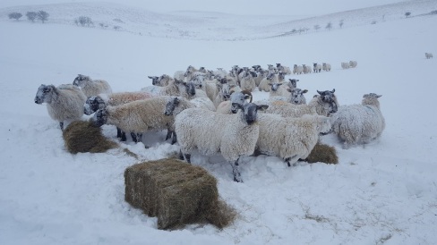Sheep to safety and in for the feed when the Beast from the East hit Northumberland